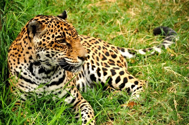 Things To Do Wildlife Tours